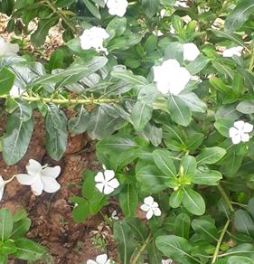 Catharanthus roseus