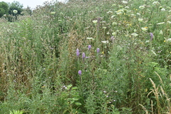 Liatris pycnostachya