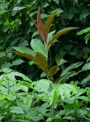 Costus vargasii
