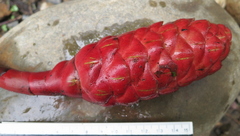 Costus vargasii