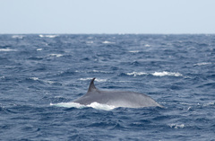 Balaenoptera