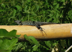 Podarcis muralis nigriventris