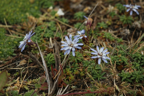 Image of Perezia recurvata by no rights reserved