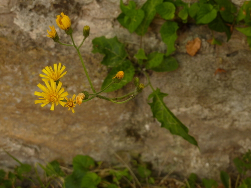 Image of Hieracium murorum by no rights reserved