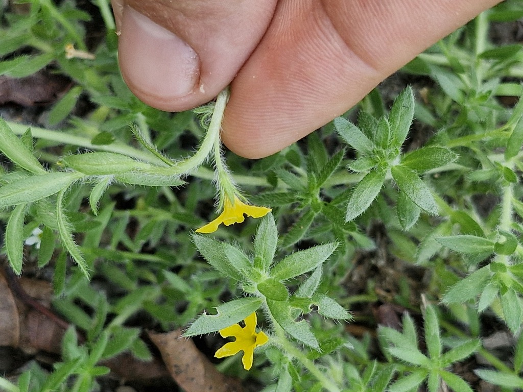 Euploca paradoxa