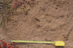 Artemisiospiza belli clementeae