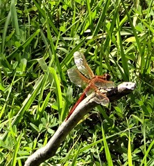 Libellula needhami