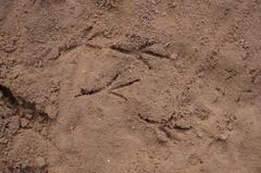 Artemisiospiza belli clementeae