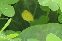 Eurema hecabe