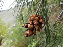 Pinus pinceana