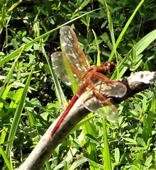 Libellula needhami