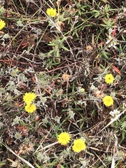 Lessingia germanorum