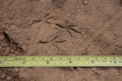 Artemisiospiza belli clementeae