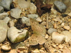 Carrhenes fuscescens