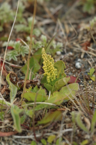 Botrychium dusenii (Botrychium dusenii)