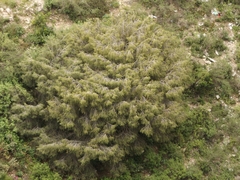 Pinus pinceana