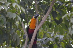 Ramphastos vitellinus ariel