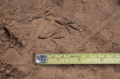 Artemisiospiza belli clementeae