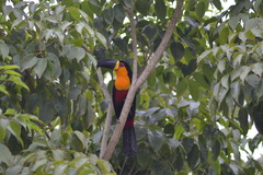 Ramphastos vitellinus ariel