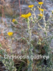 (c) Scott Allen Davis, some rights reserved (CC BY) Chrysopsis godfreyi, photograph (c) Scott Allen Davis, some rights reserved (CC BY)