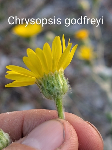 Chrysopsis godfreyi, photograph 4