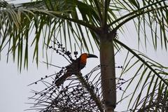 Ramphastos vitellinus ariel