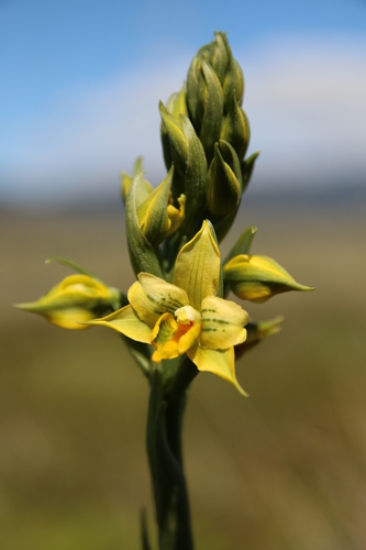 Image of Gavilea litoralis by no rights reserved