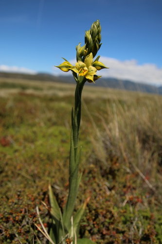 Image of Gavilea litoralis by no rights reserved