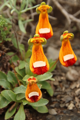Image of Calceolaria uniflora by no rights reserved