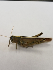 Schistocerca alutacea