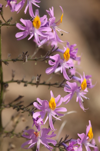 Image of Schizanthus hookeri by no rights reserved