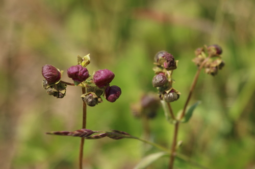 Image of Calceolaria arachnoidea by no rights reserved