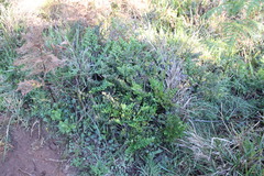 Pellaea pteroides