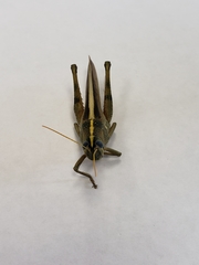Schistocerca alutacea