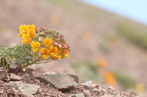 Tropaeolum polyphyllum, photograph 4