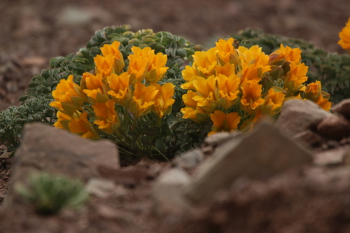 Tropaeolum polyphyllum, photograph 2