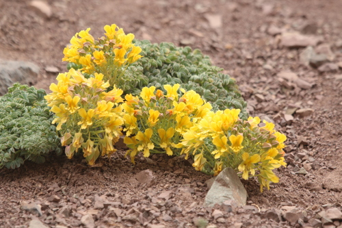 Tropaeolum polyphyllum, photograph 5