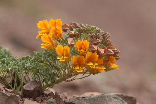 Tropaeolum polyphyllum Cav.