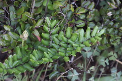 Pellaea pteroides