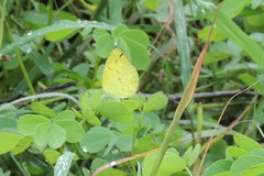 Eurema hecabe
