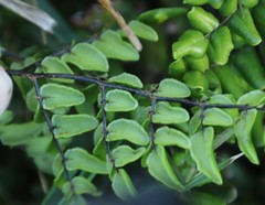 Pellaea pteroides