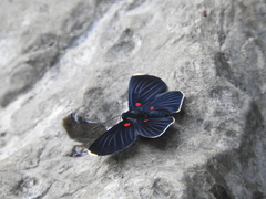 Melanis acroleuca huasteca
