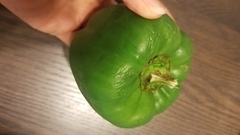 Piperales