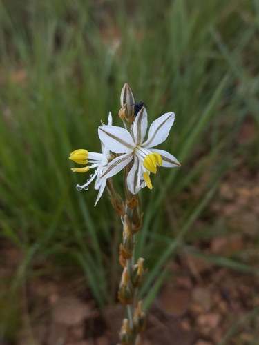 Image of Chlorophytum transvaalense by (c) Brian du Preez, some rights reserved (CC BY-SA)