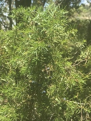 Juniperus communis communis