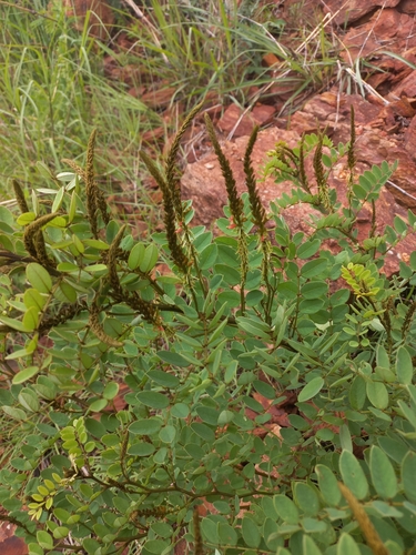Image of Indigofera swaziensis by (c) Brian du Preez, some rights reserved (CC BY-SA)