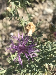 Centaurea vallesiaca
