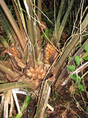 Attalea allenii