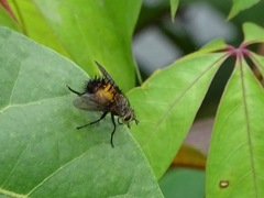 Protodejeania echinata