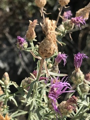Centaurea vallesiaca